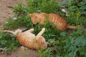20090131_tunisiatrip_16_sousse_cat1